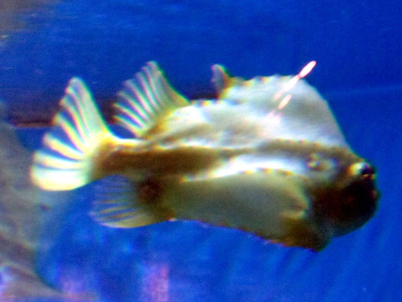 lumpsucker